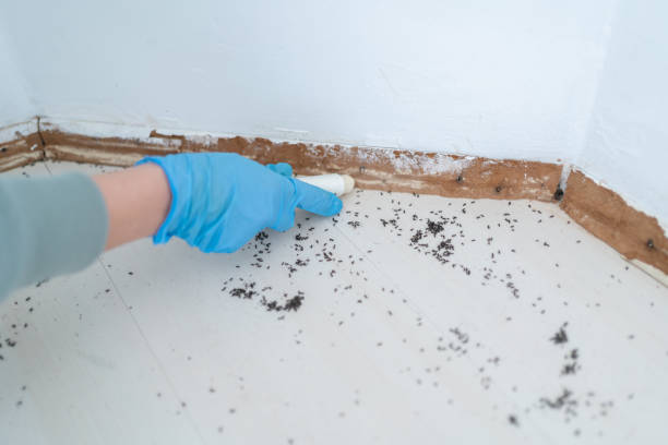 Best Best Pest Control Companies  in Pella, IA